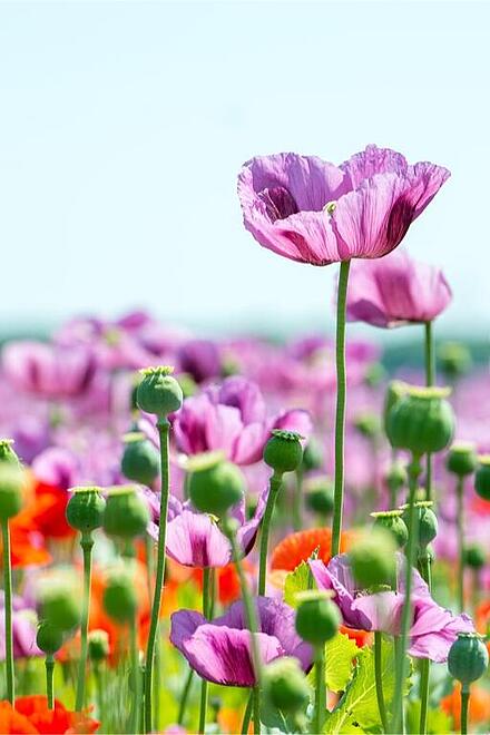 Bunte Blumenwiese 