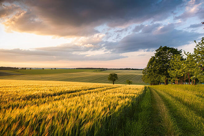 Weite brandenburgische Landschaft mit Feldern und einem Waldsaum in der untergenenden Sonne (KI-generiert)