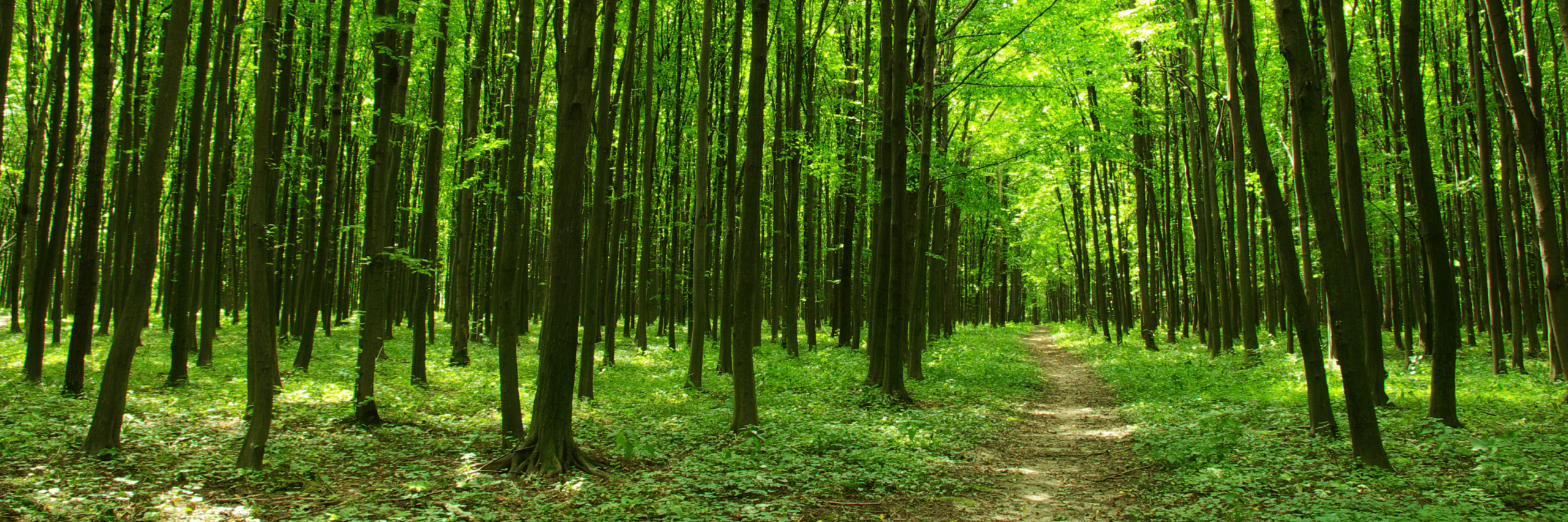 Waldweg im Frühling