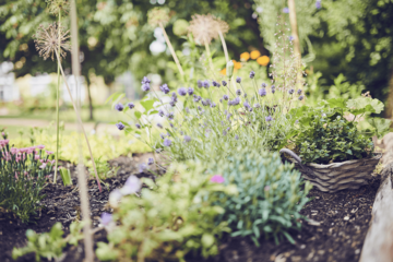 Lavendel und andere Pflanzen in Kübeln und Beeten