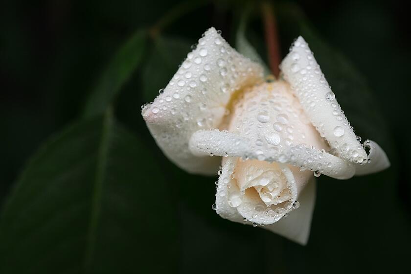 Eine weiße Rosenknospe ist mit Tautropfen bedeckt und hebt sich vor dunklem, grünem Hintergrund ab.