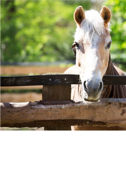 Pferd für die Therapie am Gatter