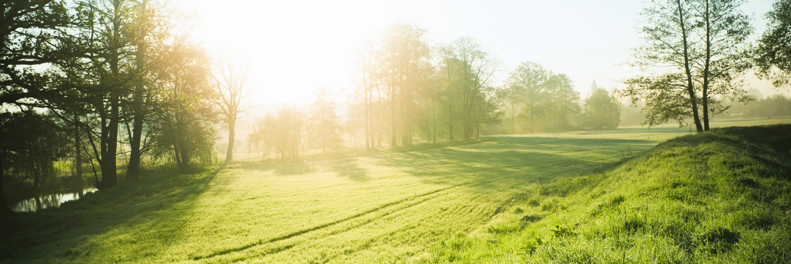 Wiese mit Bäumen im Sonnenschein