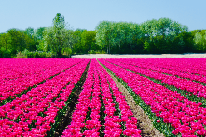 Ein weites Feld mit leuchtend pinken Tulpen in ordentlichen Reihen, im Hintergrund stehen grüne Bäume unter klarem Himmel.
